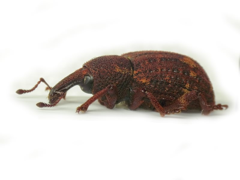 Plinthus tischeri Germar, 1824